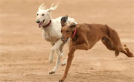 细犬怎么选择？这些小细节不容忽视！