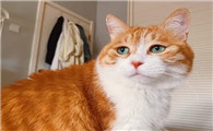 ​橘猫眼睛什么颜色？感兴趣的快来看看
