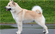 挪威布哈德犬有耳螨如何治疗？去耳螨的方法？
