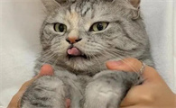 养宠小知识：猫咪肠炎吃庆大霉素吗？