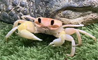 宠物螃蟹吃什么，喂食频率是怎样的？