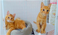橘猫和黄狸猫的区别是什么？