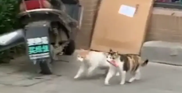 两只猫咪到小卖店偷香肠，一只偷另一只放哨，网友：团伙作案……