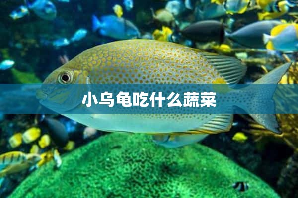 小乌龟吃什么蔬菜