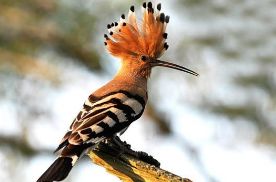 鸡冠鸟是几级保护动物？你知道吗？