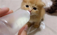 小奶猫不吃奶瓶怎么办？来看看吧