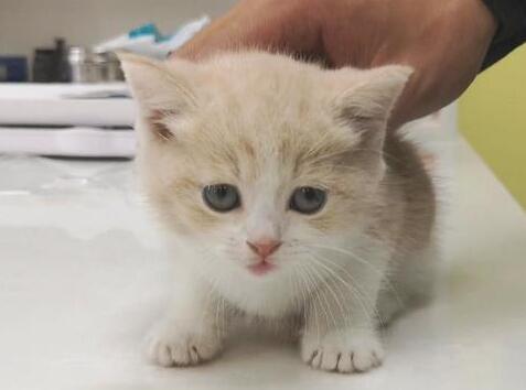话说，小奶猫拉黄水还能活吗？
