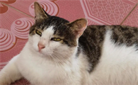 小土猫需要打疫苗吗？想养的宠主可以了解一下！