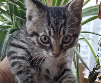 狸花猫几个月开始发腮？发腮的时间是？