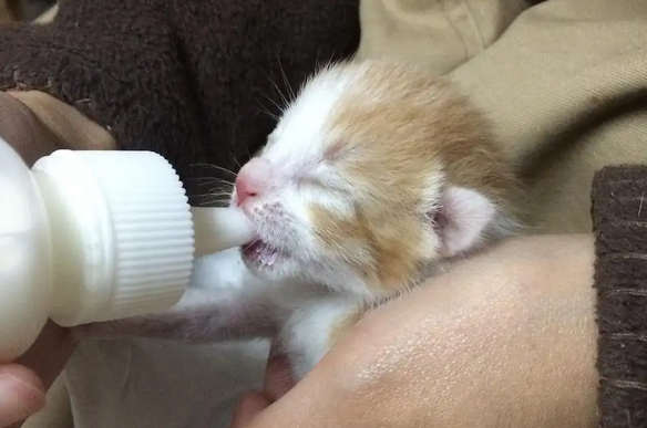 今日科普：舒化奶喂小奶猫可以吗？