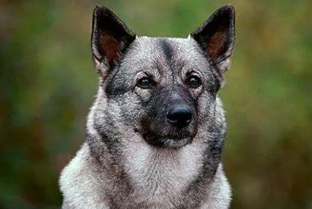 挪威伦德猎犬拉稀怎么办？来这里看看吧