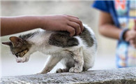 流浪猫怎么确认有没有狂犬病？一起来认识！