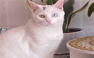 异瞳猫白猫为什么不能养？了解一下
