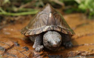 麝香龟最爱吃的10种食物
