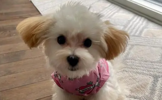 马尔泰犬是什么品种？来看看它的优缺点吧