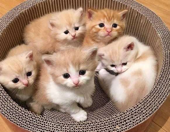 话说，小奶猫拉黄水还能活吗？