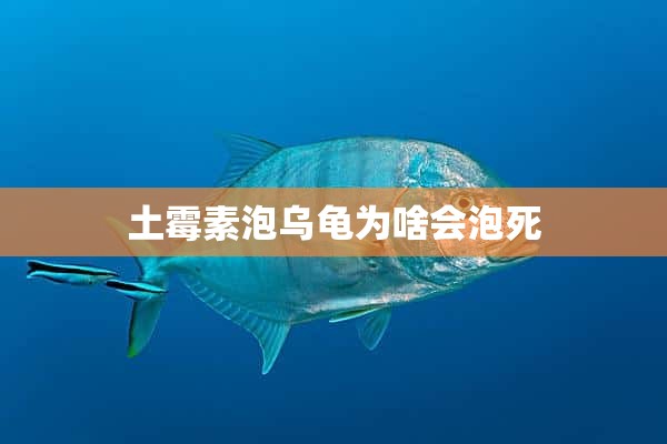 土霉素泡乌龟为啥会泡死