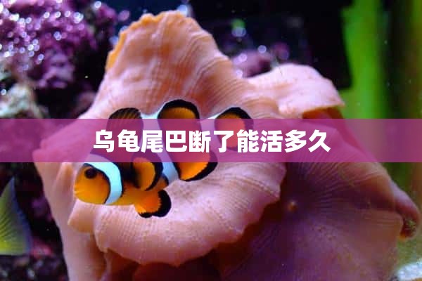 乌龟尾巴断了能活多久