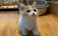 曼基康猫寿命一般多少年？一文告诉你！