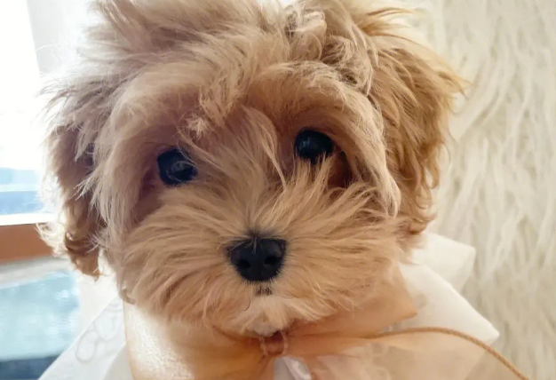 马尔泰犬掉毛吗？不妨来看看吧