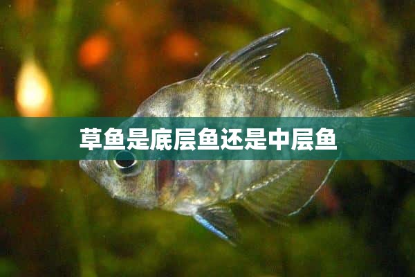 草鱼是底层鱼还是中层鱼