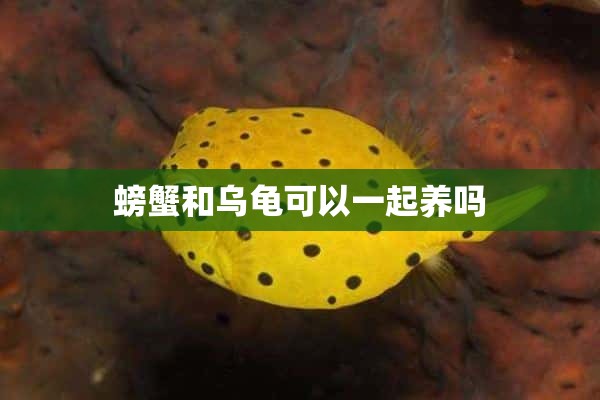 螃蟹和乌龟可以一起养吗