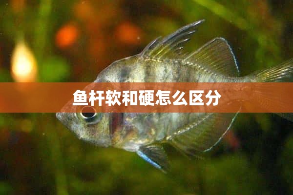 鱼杆软和硬怎么区分