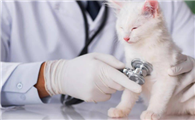 猫三联抗体检测试剂盒（爱尔兰万博）