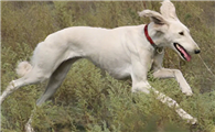 细犬怎么训练捉兔子？家有细犬的看过来。
