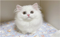 米努特猫是什么猫和什么猫配的？它是什么品种？
