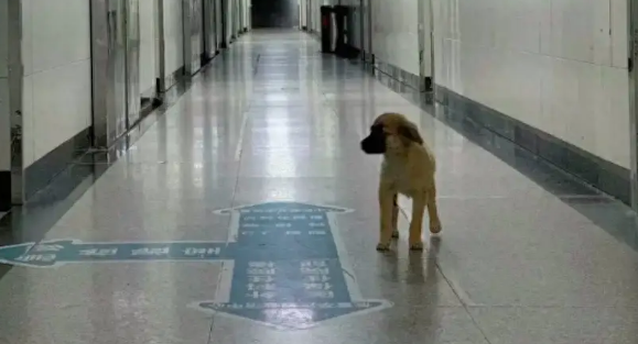 主人被救护车送到医院，狗狗一路跟了过来，趴在走廊里焦急张望