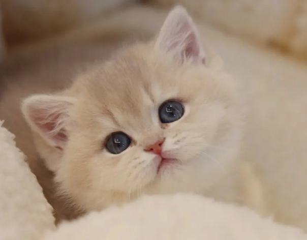 今日科普：小奶猫眼睛肿得凸出来了是什么原因？