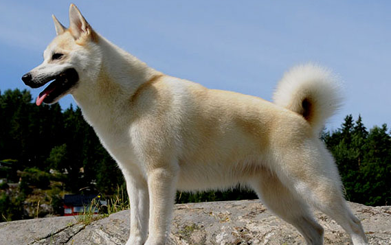 挪威布哈德犬身上有吸血虫怎么办？记住这些方法！
