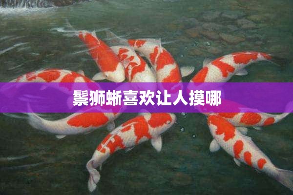 鬃狮蜥喜欢让人摸哪