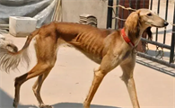 细犬怎么喂食？宠主来这里看下吧