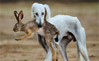 每日科普：细犬为什么被禁养