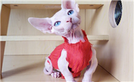 选猫小技巧：斯芬克斯猫怎么挑选？