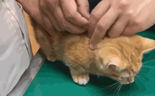 猫三联是什么科普指南之：搞懂猫瘟的那些事儿