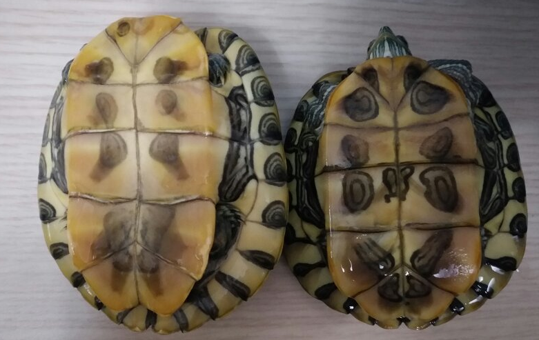 小巴西龟怎么分公母