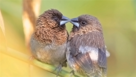 鸟类可以合作繁殖吗