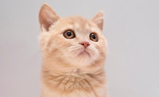 小奶猫可以吃糖吗？来看看吧