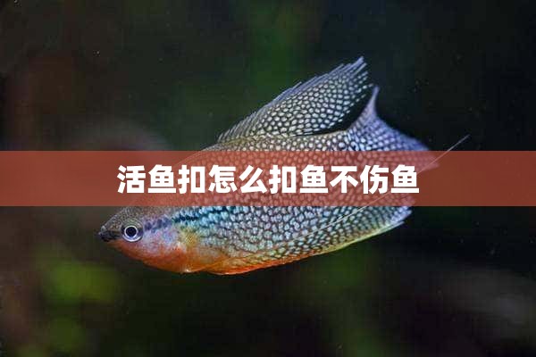 活鱼扣怎么扣鱼不伤鱼