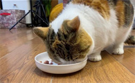 猫咪两个月拉稀可以喂庆大霉素吗？速来了解！