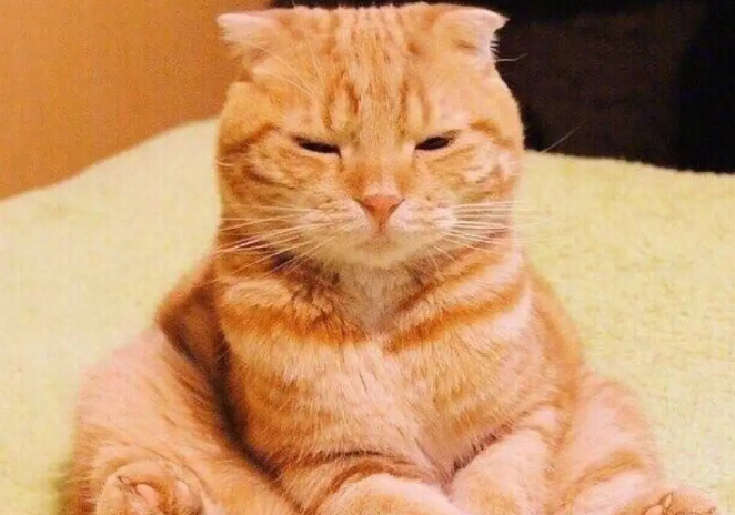 橘猫生孩子前的反应是什么？不妨来看看吧