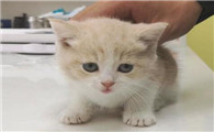 话说，小奶猫拉黄水还能活吗？