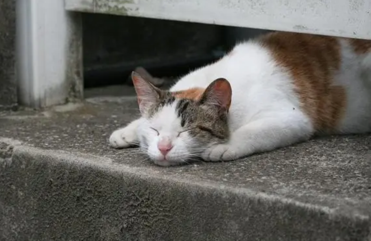 流浪猫晚上一般在什么地方睡觉？原来在这些地方！