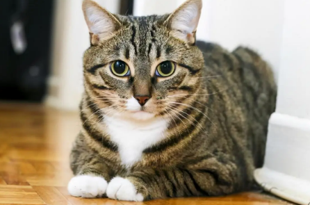 狸花猫为什么不吃猫粮？这里有答案~