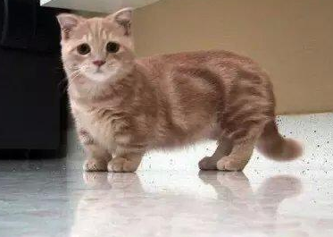 曼基康猫能吃鸭肝吗？来看看吧
