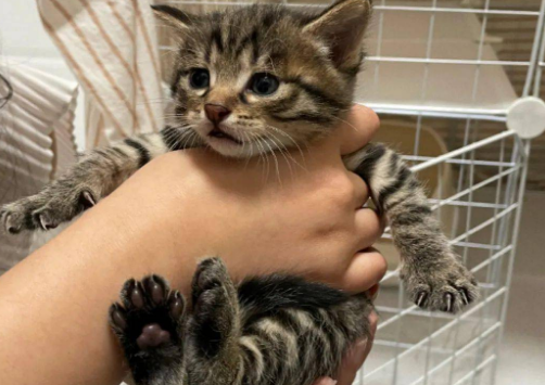 狸花猫能在笼子里养吗？一起来看看