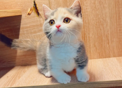 养曼基康猫有什么注意事项？不知道的快看